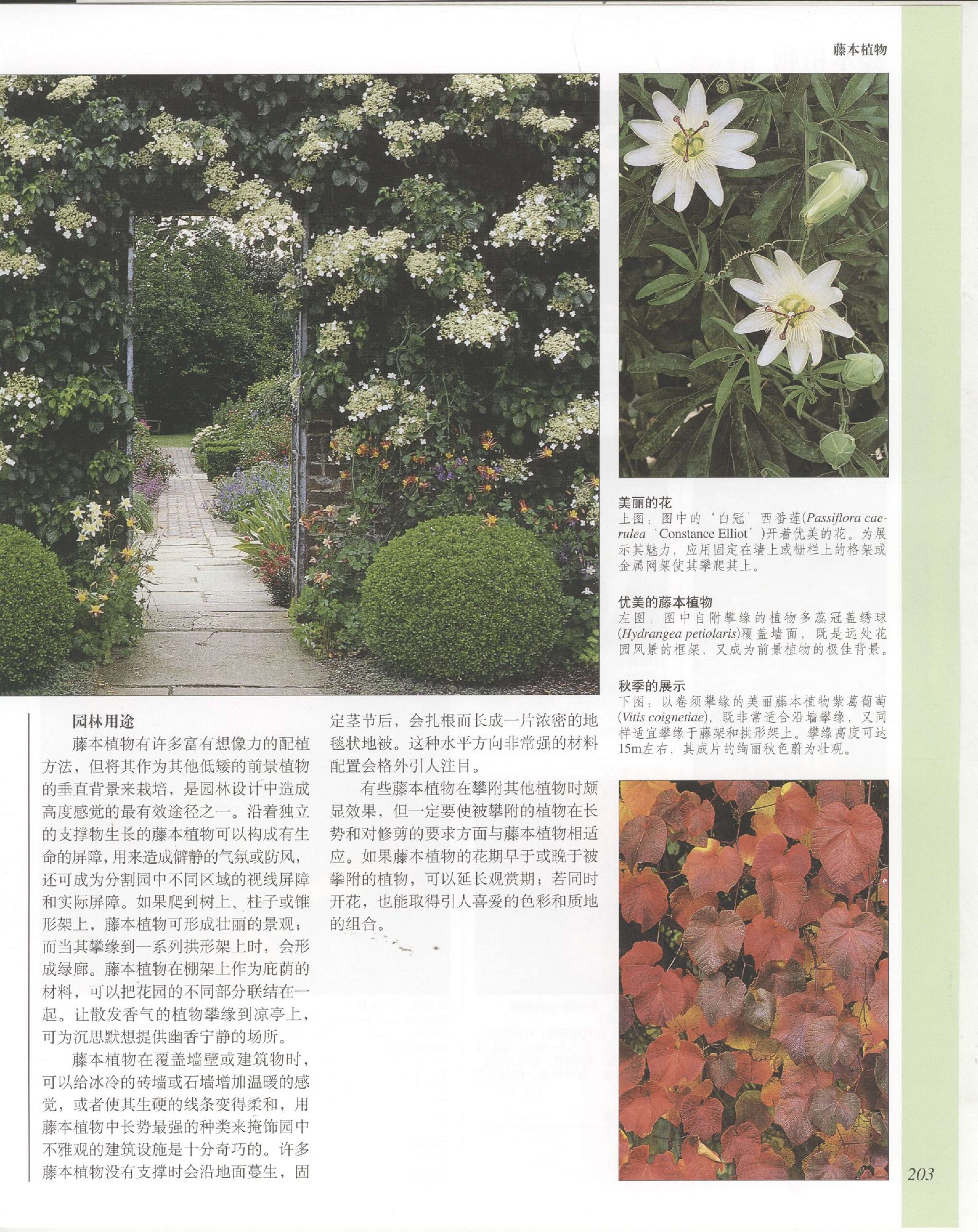 世界园林植物与花卉百科全书.6藤本植物.pdf 第3页