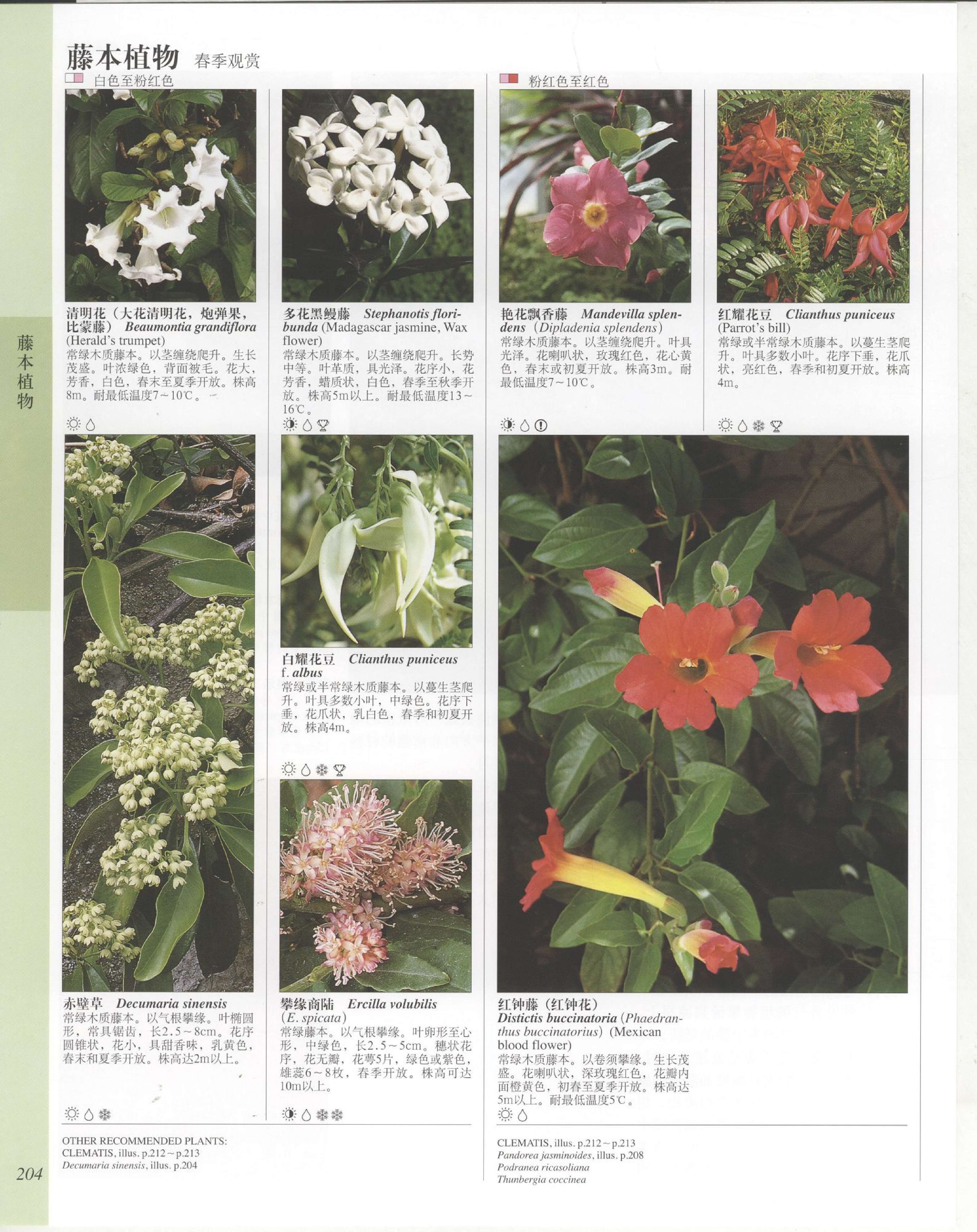 世界园林植物与花卉百科全书.6藤本植物.pdf 第4页