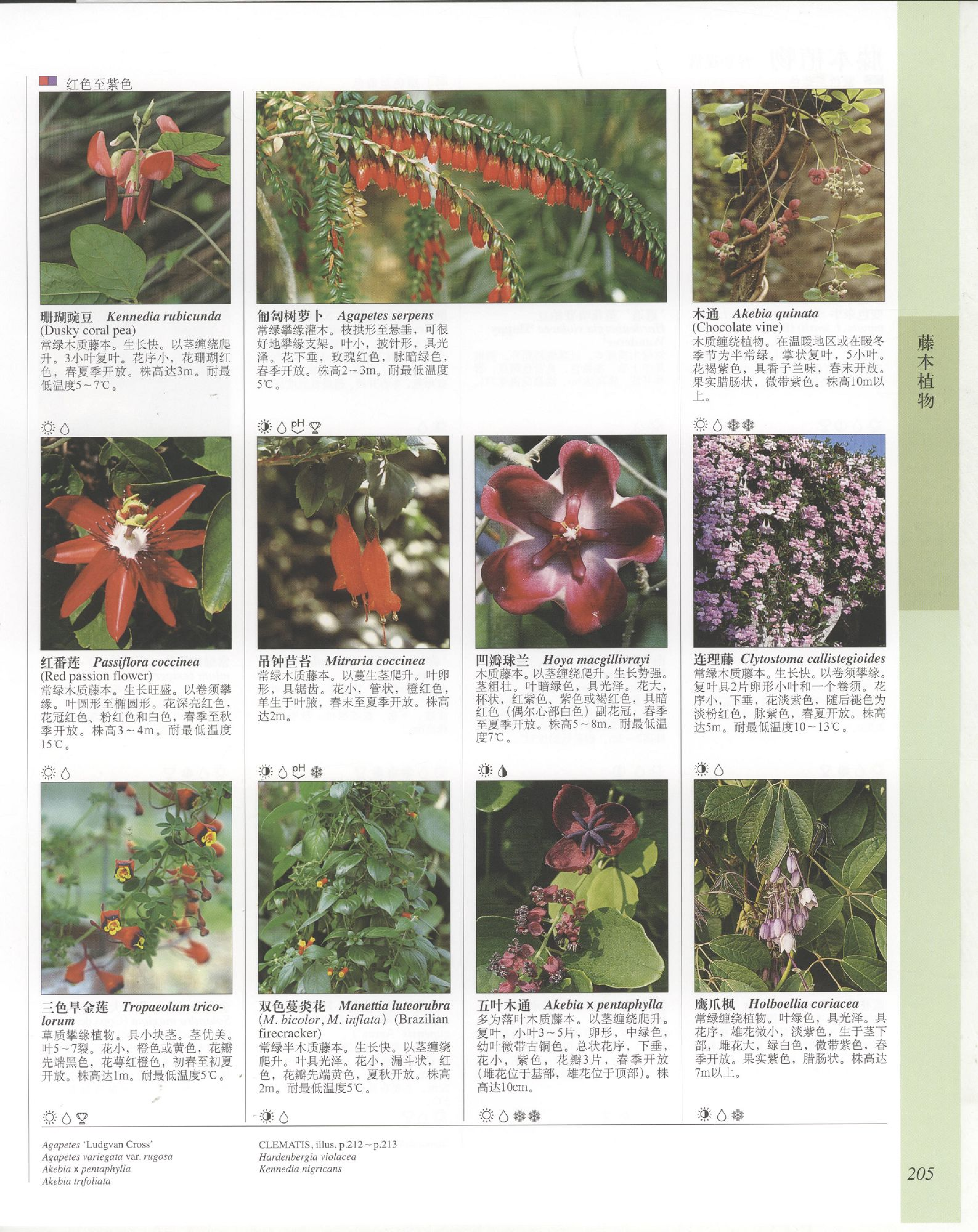 世界园林植物与花卉百科全书.6藤本植物.pdf 第5页