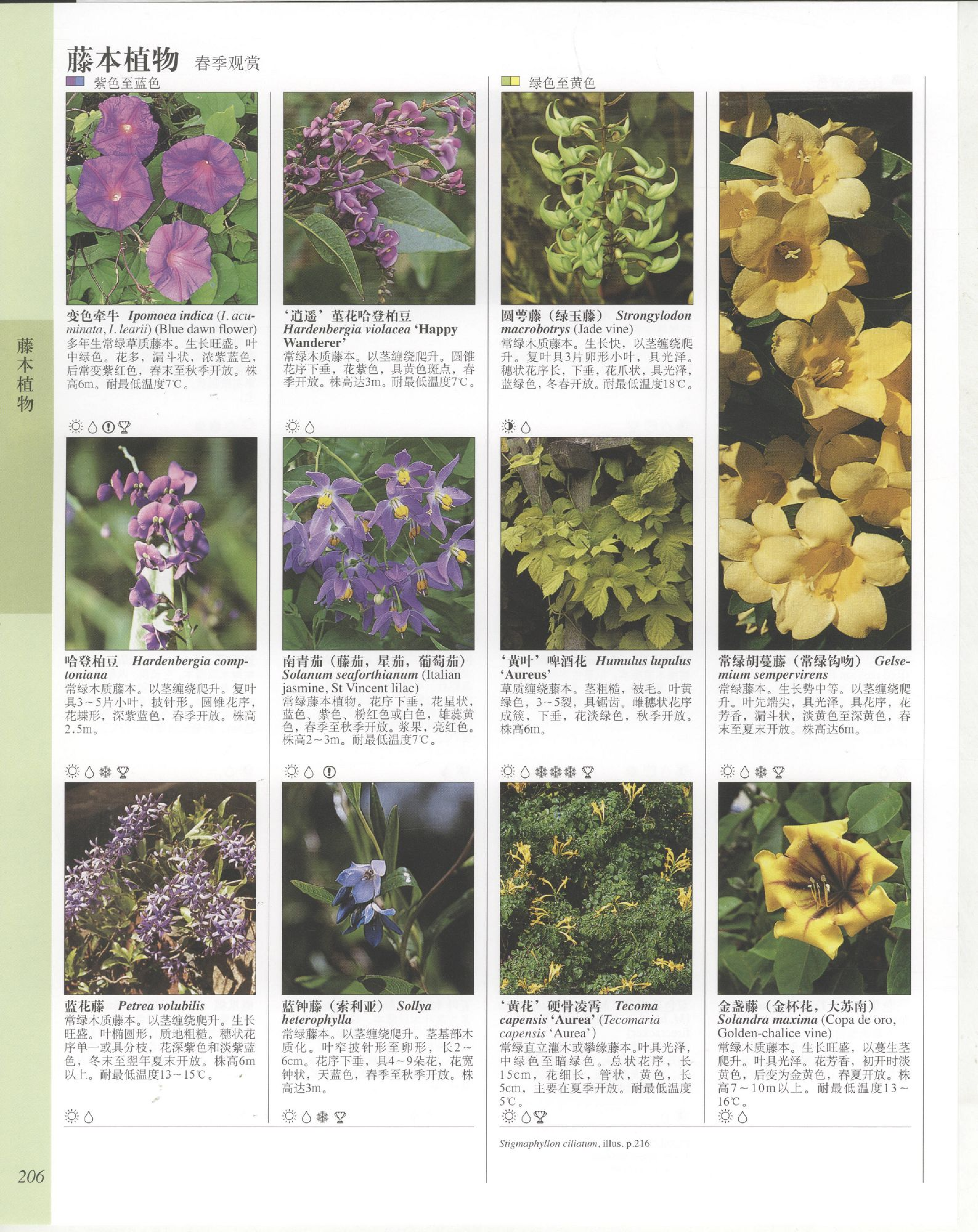 世界园林植物与花卉百科全书.6藤本植物.pdf 第6页