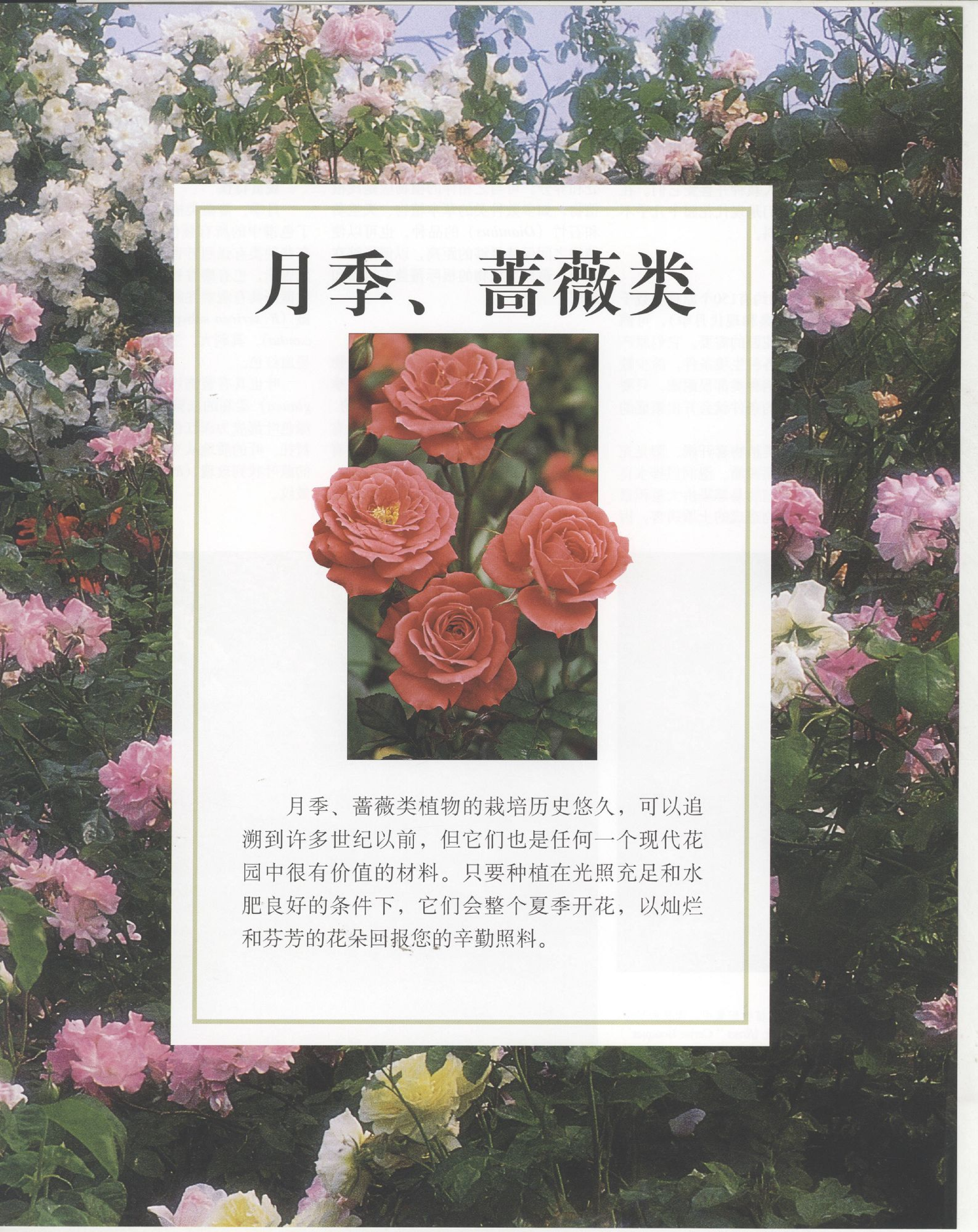 世界园林植物与花卉百科全书.5月季与蔷薇.pdf 第1页