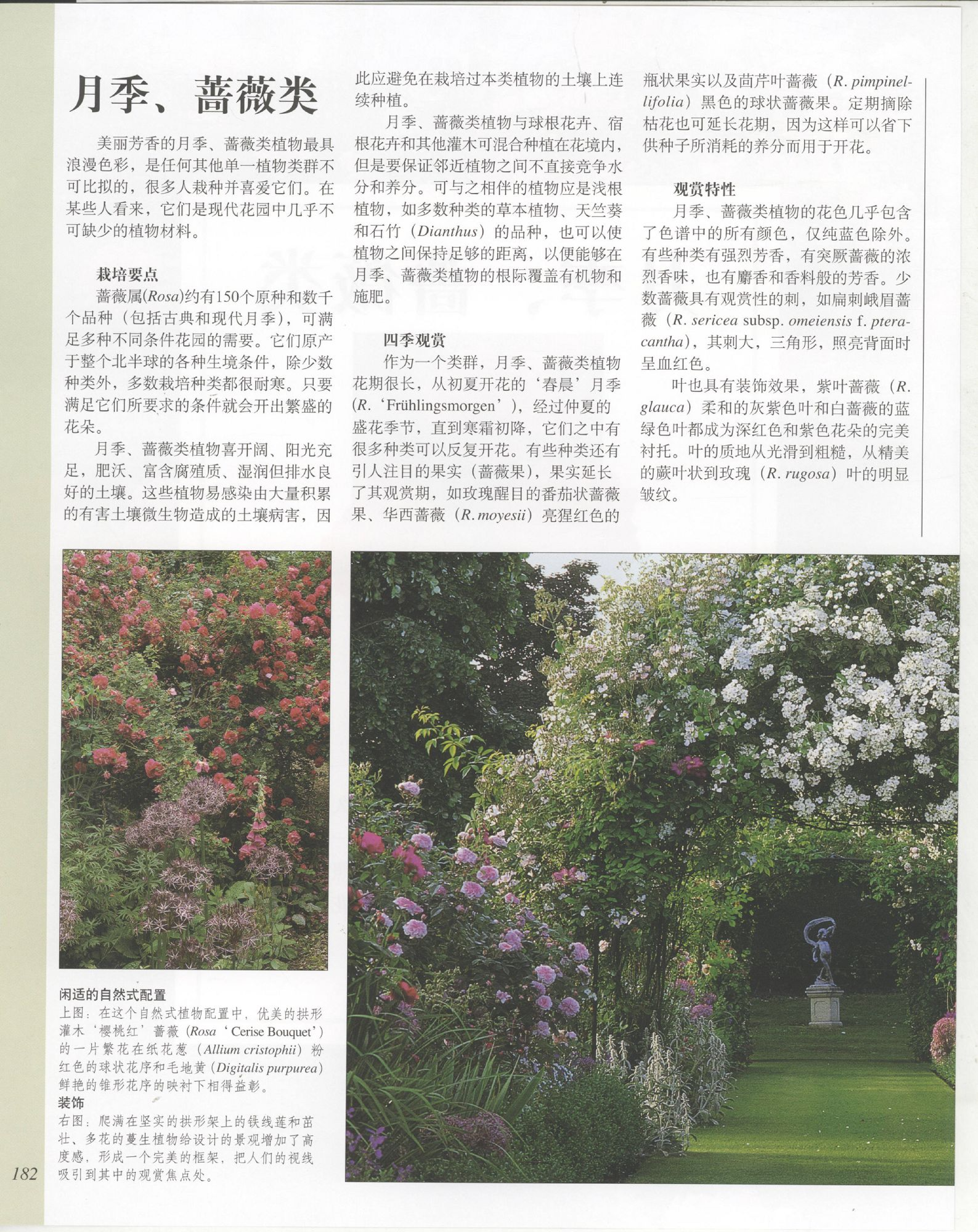 世界园林植物与花卉百科全书.5月季与蔷薇.pdf 第2页
