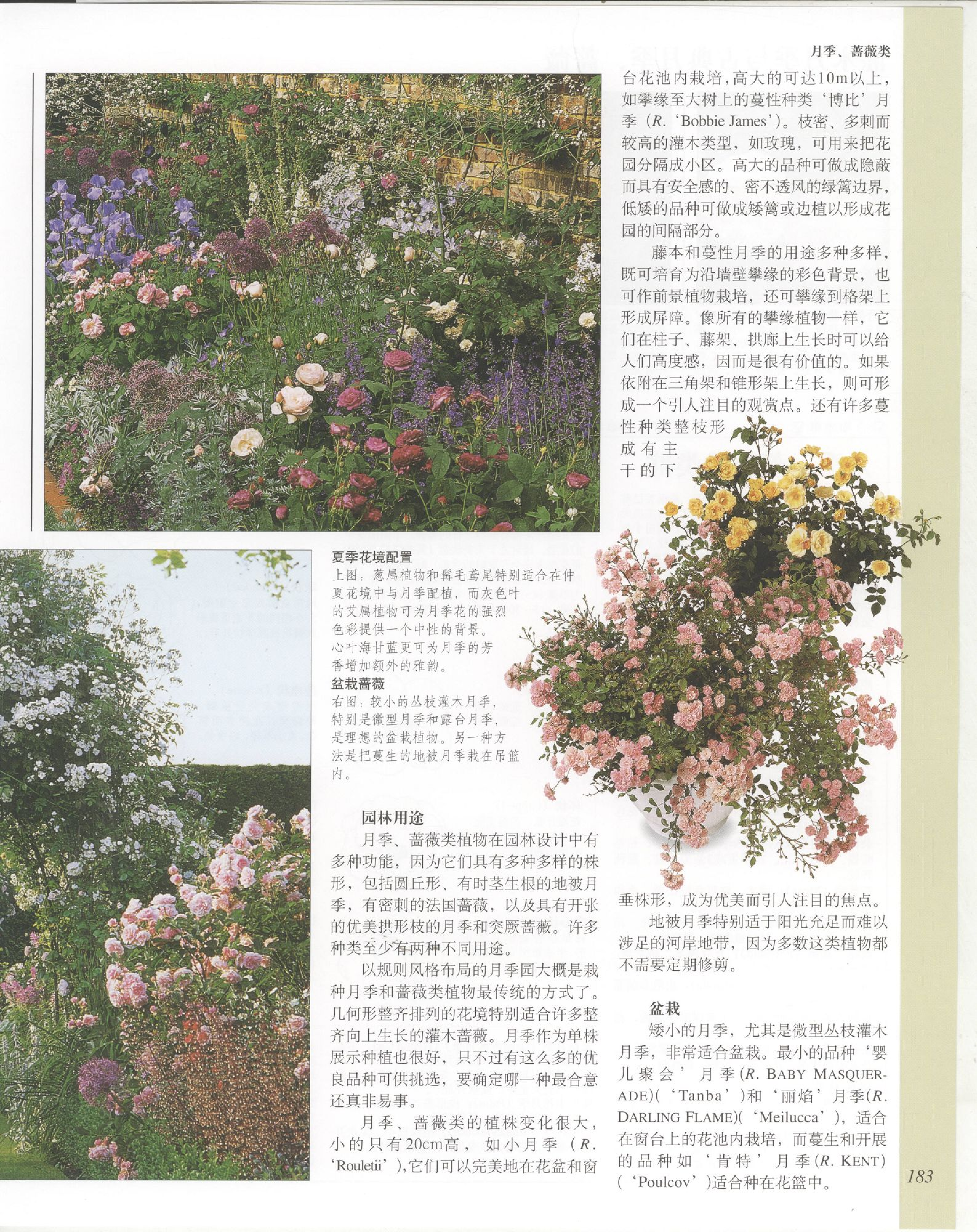 世界园林植物与花卉百科全书.5月季与蔷薇.pdf 第3页
