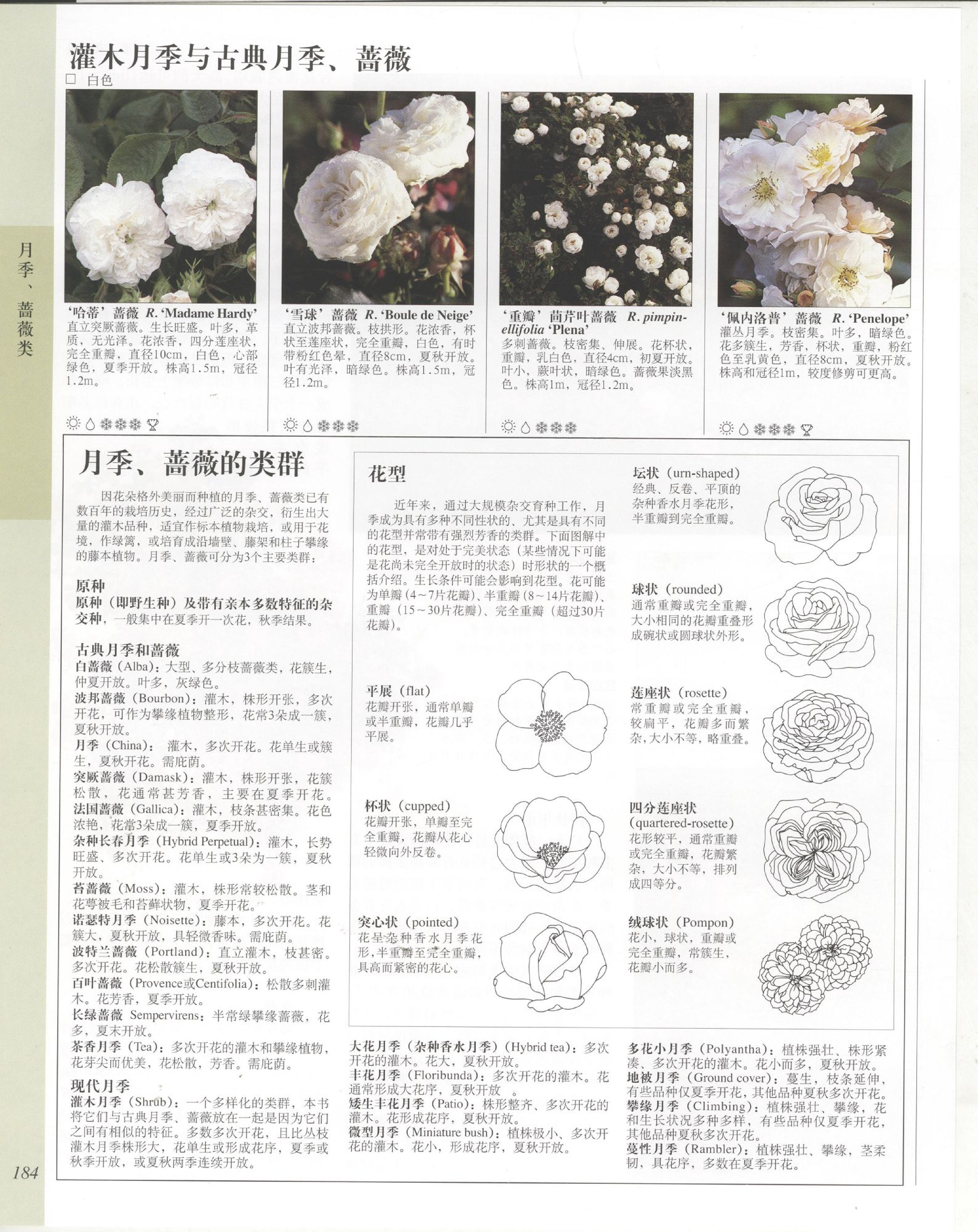 世界园林植物与花卉百科全书.5月季与蔷薇.pdf 第4页