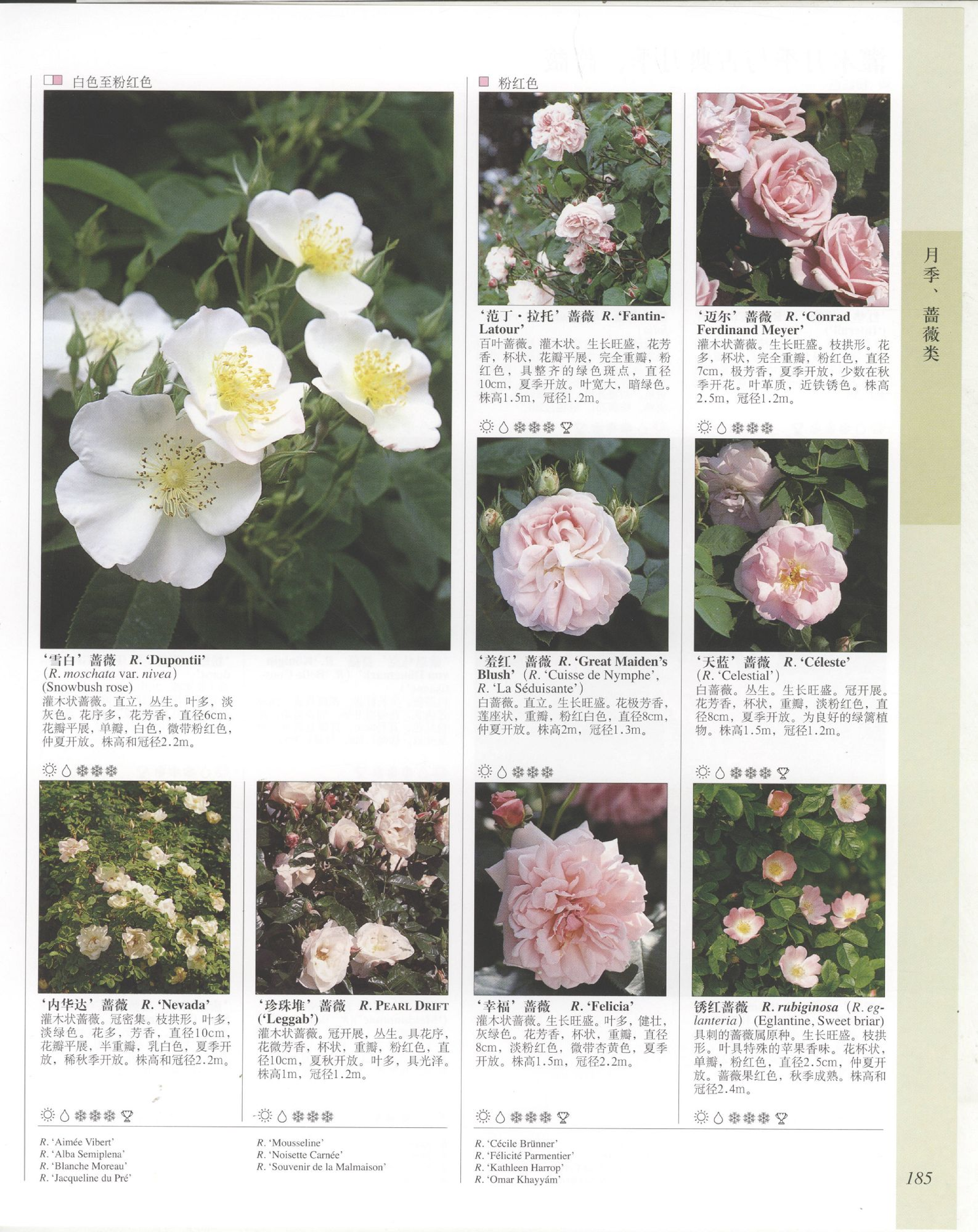 世界园林植物与花卉百科全书.5月季与蔷薇.pdf 第5页