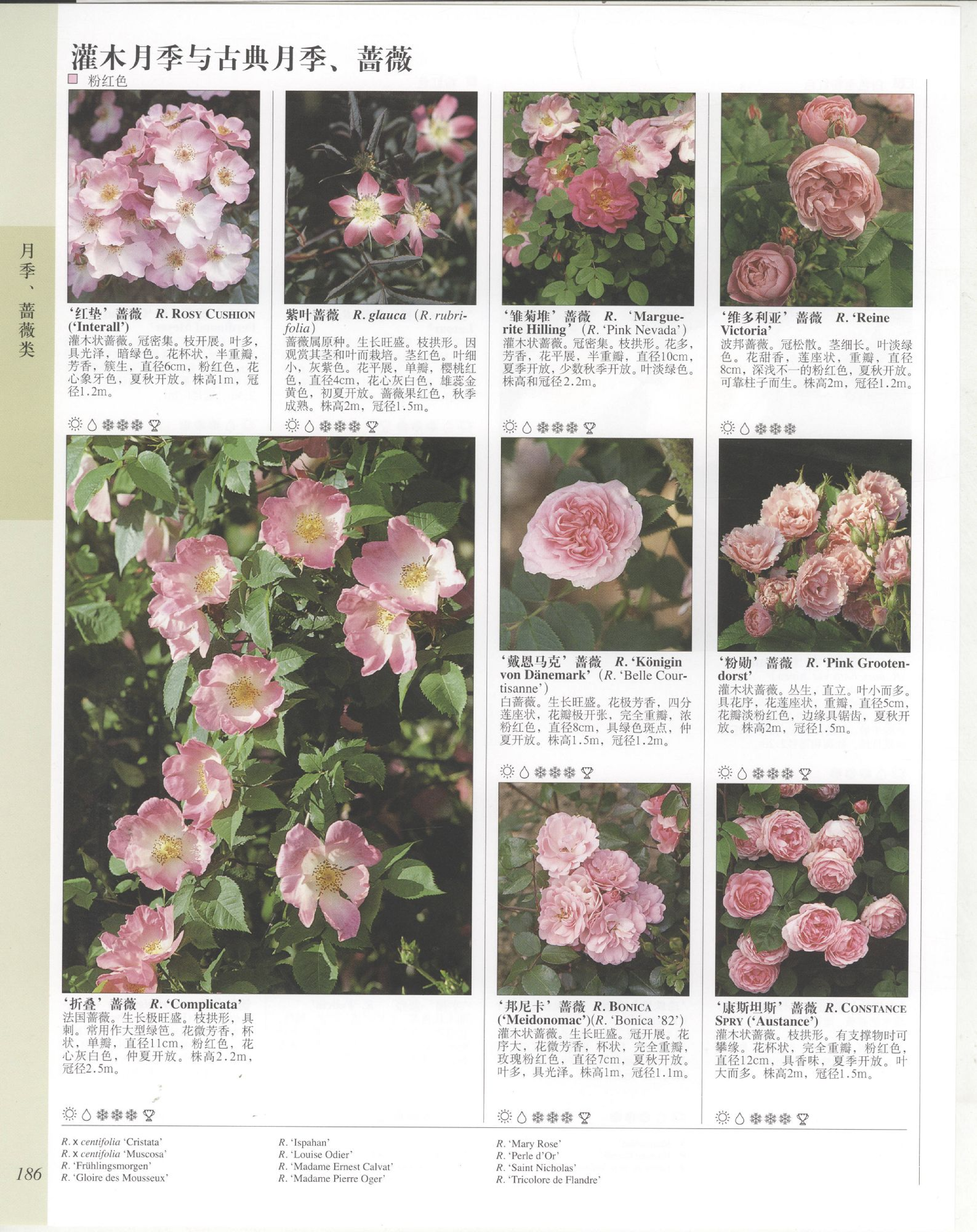 世界园林植物与花卉百科全书.5月季与蔷薇.pdf 第6页