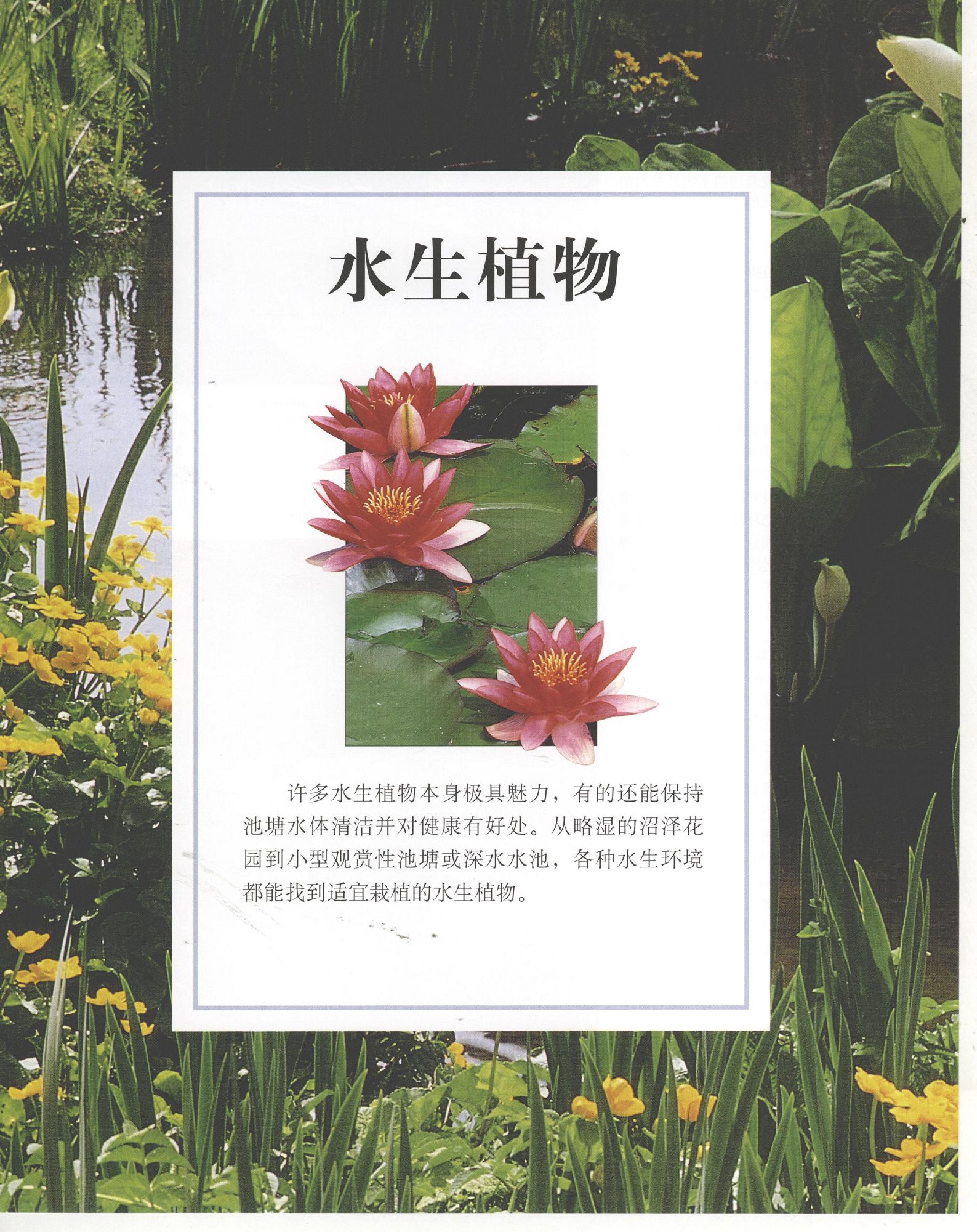 世界园林植物与花卉百科全书.10水生植物.pdf 第1页