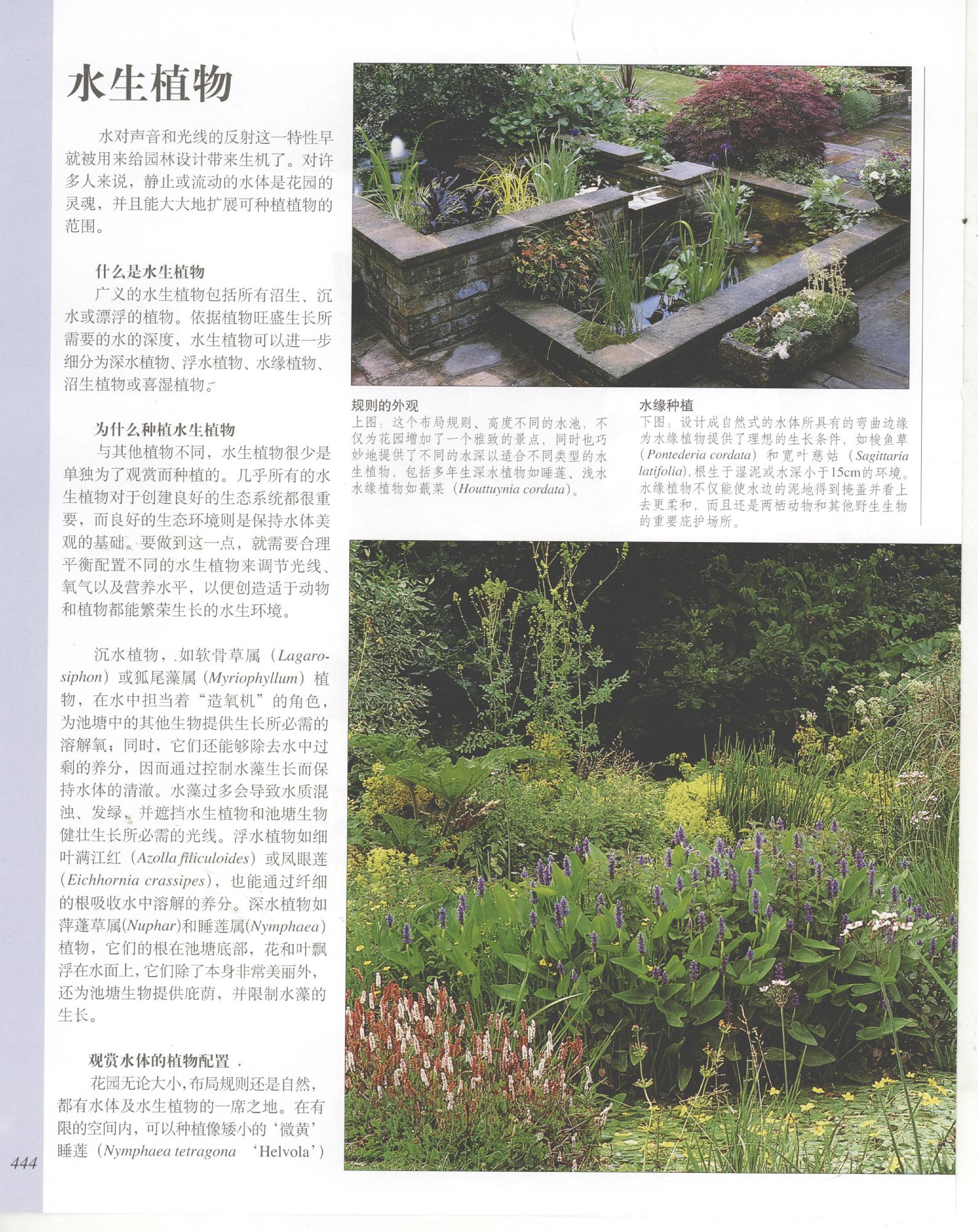 世界园林植物与花卉百科全书.10水生植物.pdf 第2页