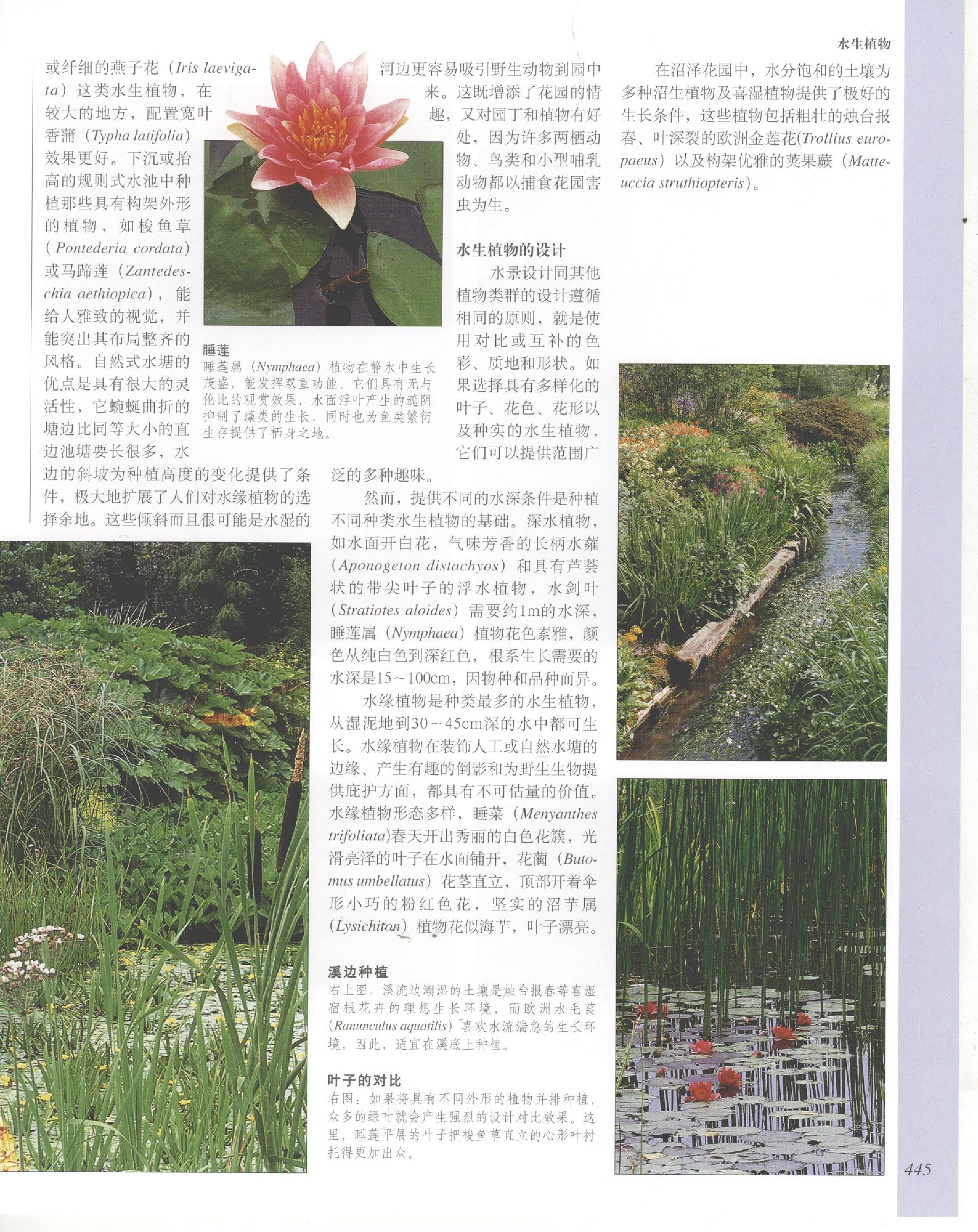 世界园林植物与花卉百科全书.10水生植物.pdf 第3页