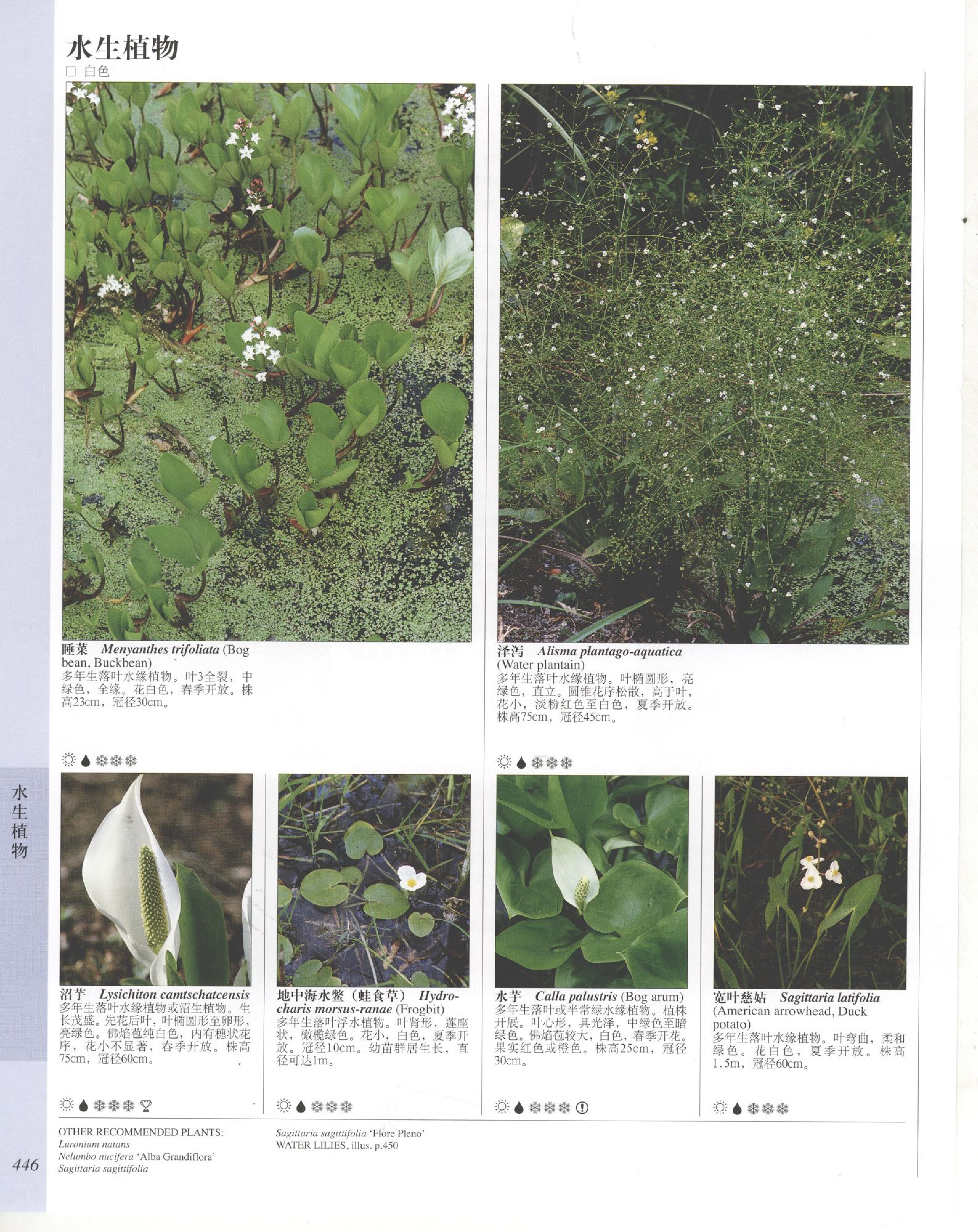 世界园林植物与花卉百科全书.10水生植物.pdf 第4页