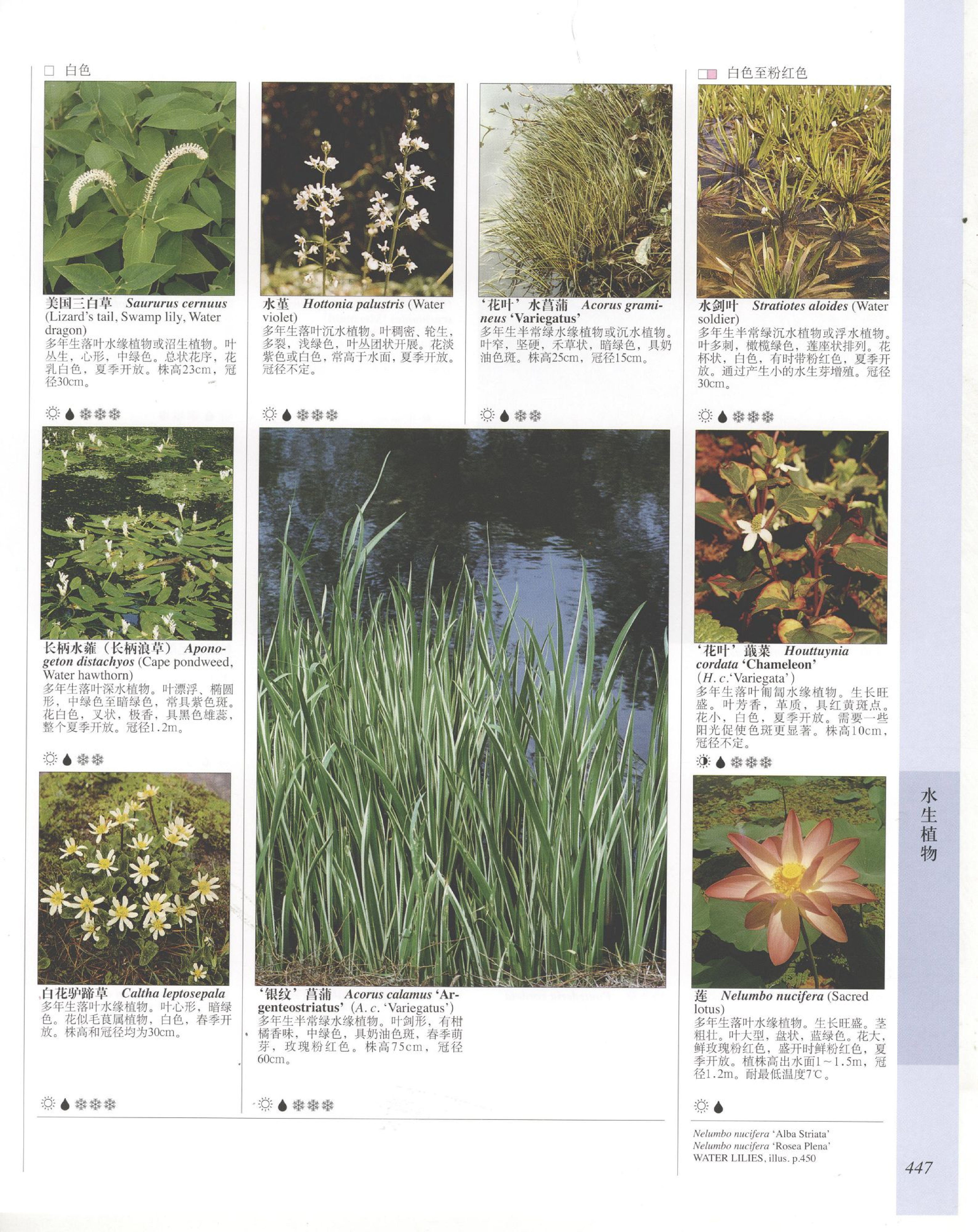 世界园林植物与花卉百科全书.10水生植物.pdf 第5页