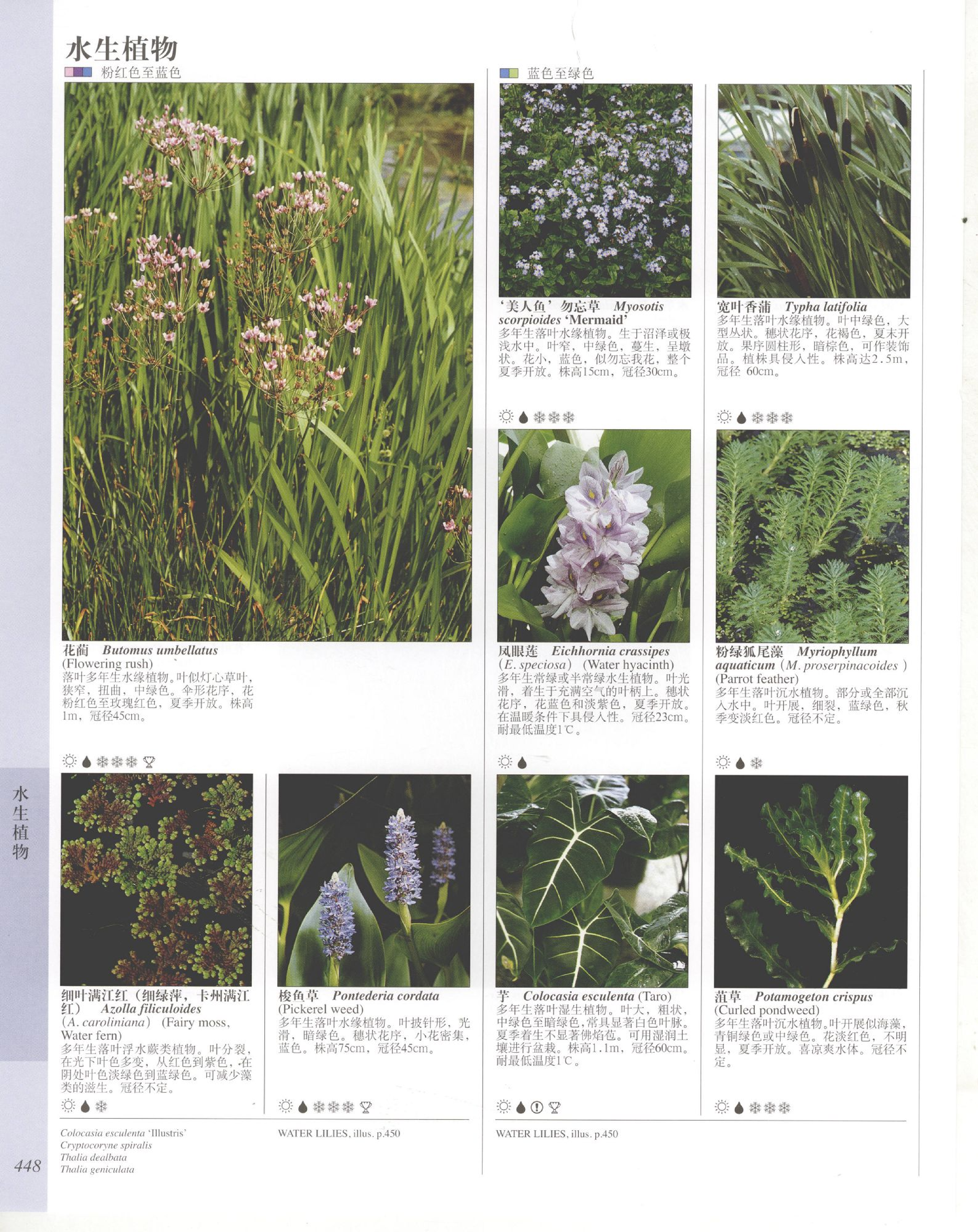 世界园林植物与花卉百科全书.10水生植物.pdf 第6页