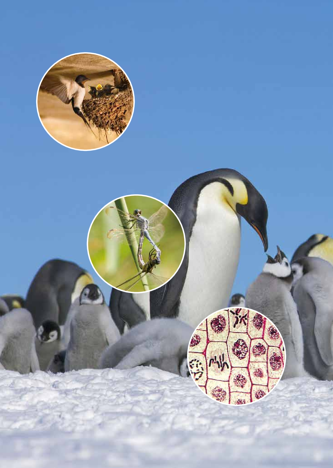 鲁教版8年级生物下册【高清教材】.pdf 第5页