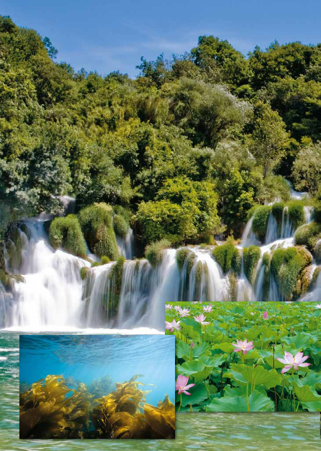 鲁教版6年级生物下册【高清教材】.pdf 第5页